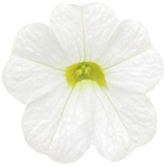 Calibrachoa PortuCal Trailing White